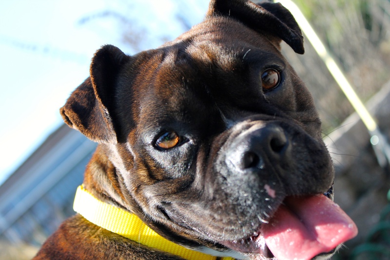 Boxer Dog Breed - Facts and Personality Traits