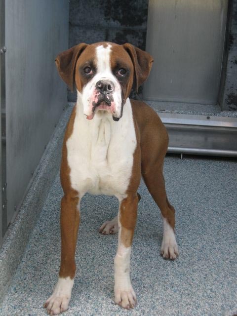 Rigby - February, 2012 | NorCal Boxer Rescue