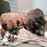 Kali (left) snuggling with her foster fur-brother