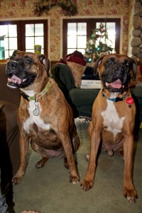 Jane (left) and Beau (right)