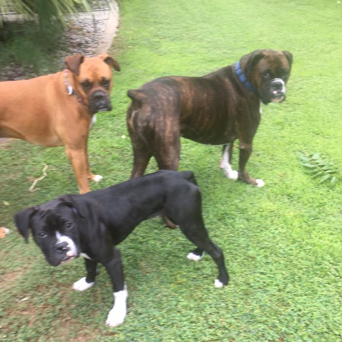 Sammy Reeson Boxer Sammy - May, 2017 | NorCal Boxer Rescue