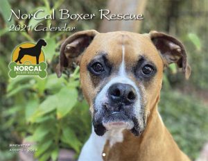 boxers for rescue near me
