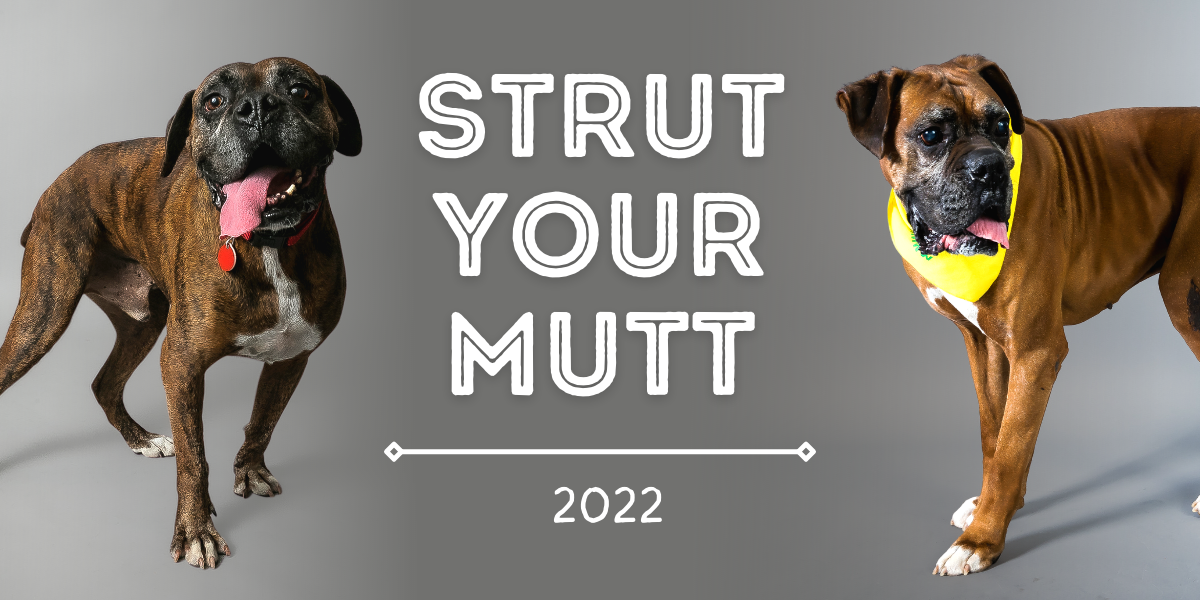 Strut Your Mutt 2022