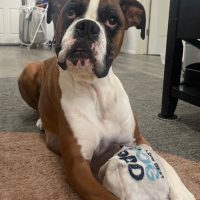 DJ