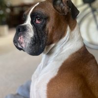 DJ
