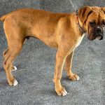 Max