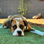 Rosie