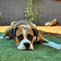 Rosie