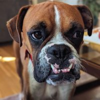 derby2_rt8418_102525 Derby