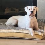 Frankie
