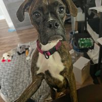 twixie1_rt8436_010226 Twixie