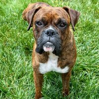 tigger_rt8472_061426