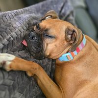 Bella Sue