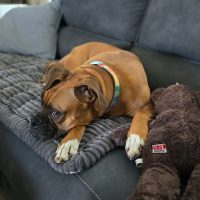 Bella Sue