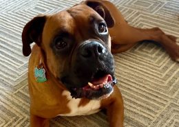 Bruno