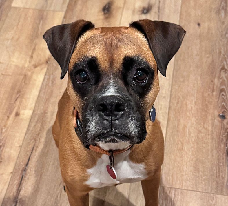 Louie