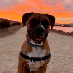Rosco