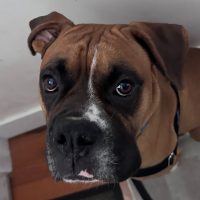 Rosco